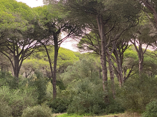 Wild Warrior Yoga-Los Canos de Meca必去景点