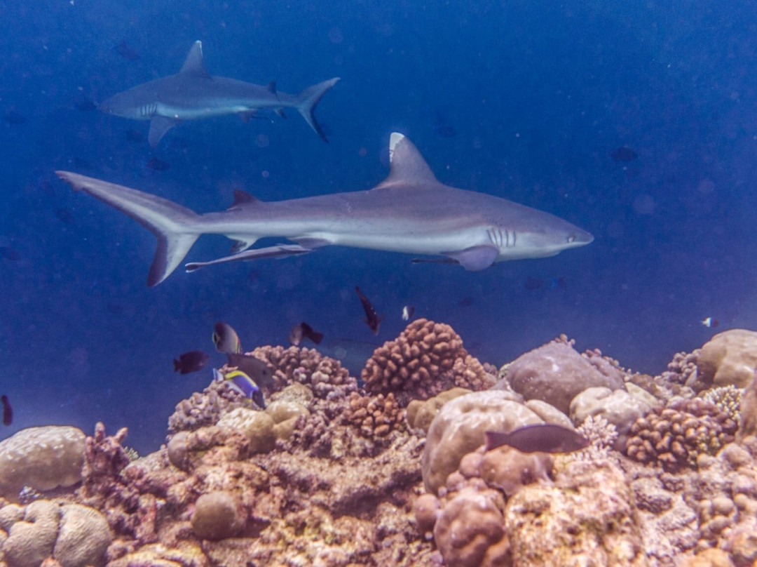 Dive & Sail Ellaidhoo-埃拉胡岛必去景点