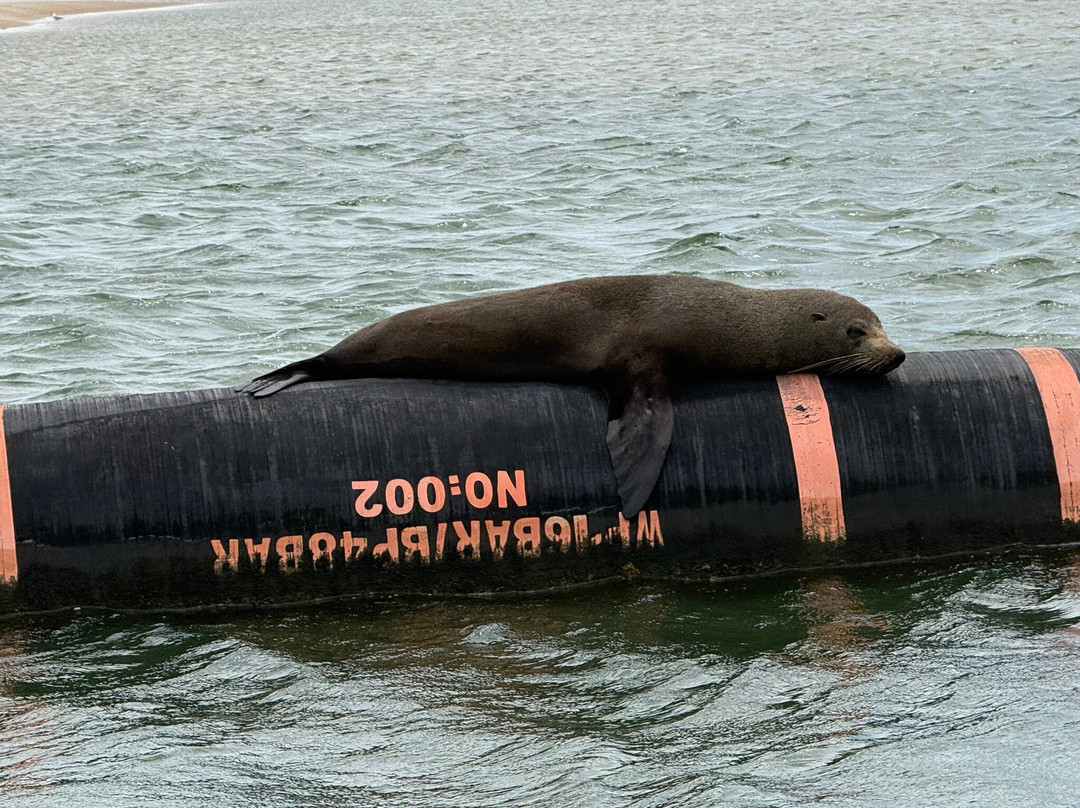 Spirit of the Coorong Cruises-Goolwa必去景点