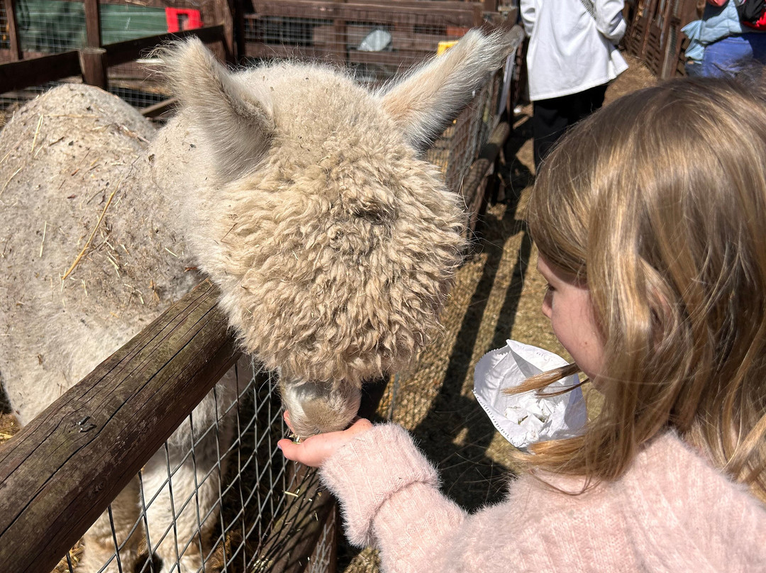 Promenade Park Petting Zoo-Maldon必去景点