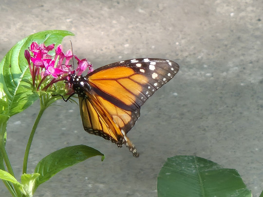 Zoo de Martinique-Le Carbet必去景点