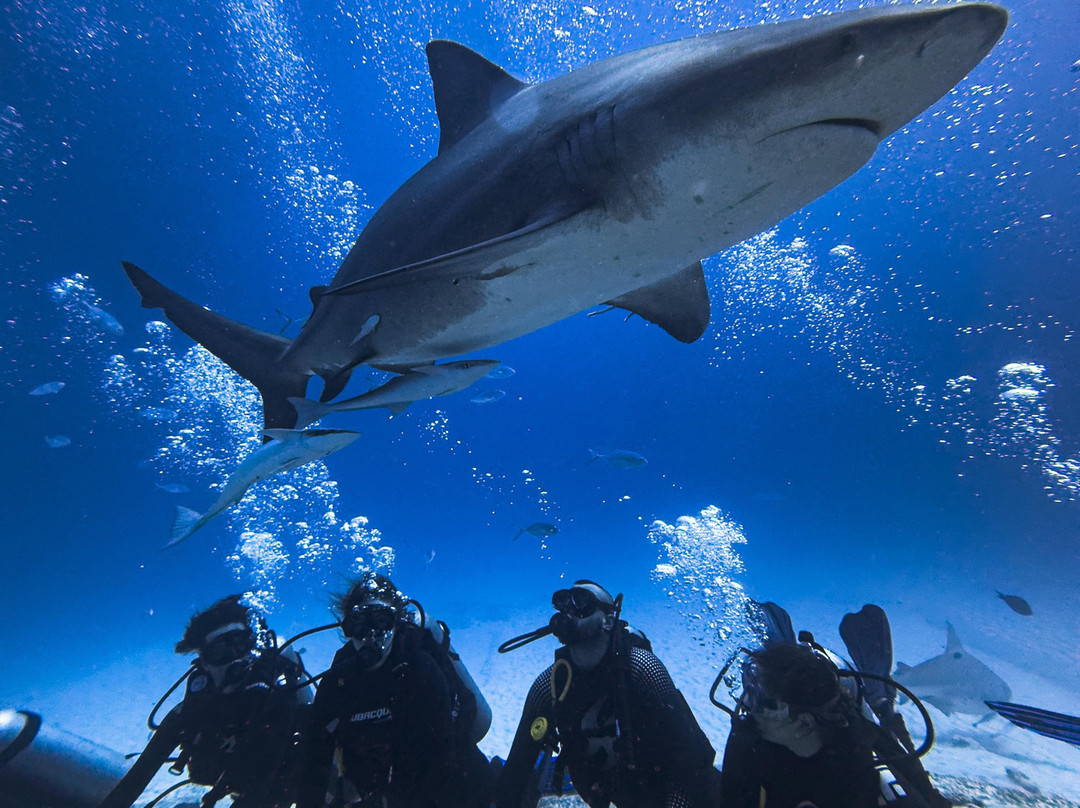 Pura Vida Diving-普拉亚德尔卡曼必去景点