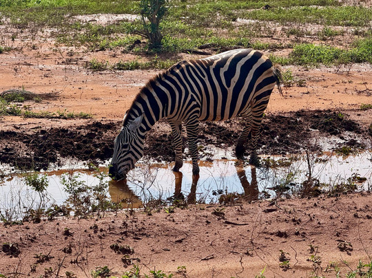Safari Kenya Con Barbagianni-瓦塔木必去景点