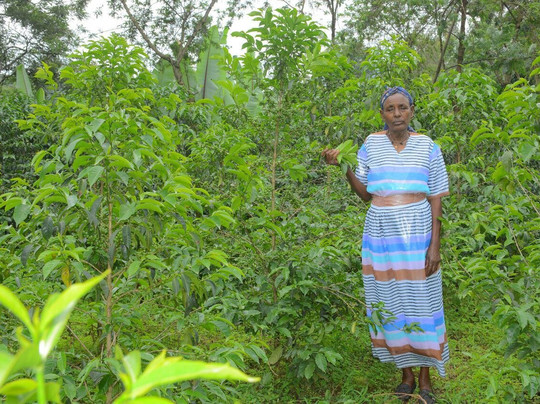 Aman Ethiopia Tours-亚的斯亚贝巴必去景点