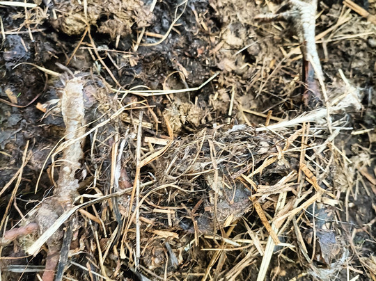 Alpaca Sanctuary-Pontardawe必去景点