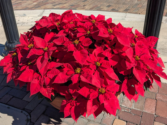 Winter Garden Village-Winter Garden必去景点