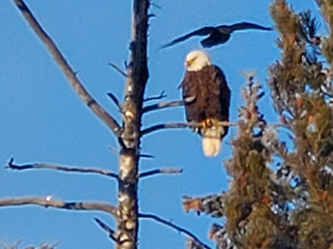 Scenic Safaris-杰克逊必去景点