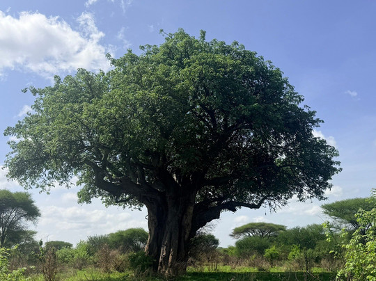 Tarangire National Park-塔兰吉雷国家公园必去景点