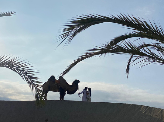 Dromedarius-伊卡必去景点