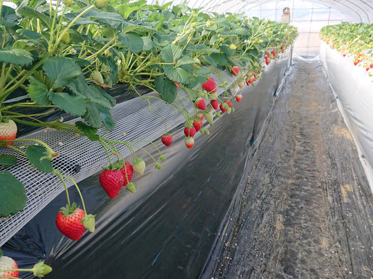 Ichigo No Sato-小山市必去景点