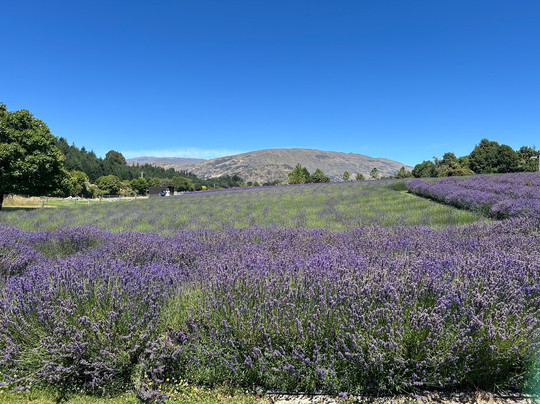瓦纳卡薰衣草农场-瓦纳卡必去景点