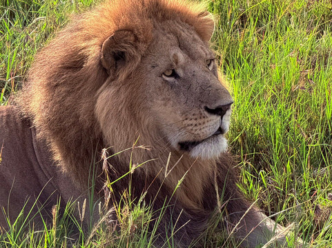 Join African  Savanah-Karen必去景点