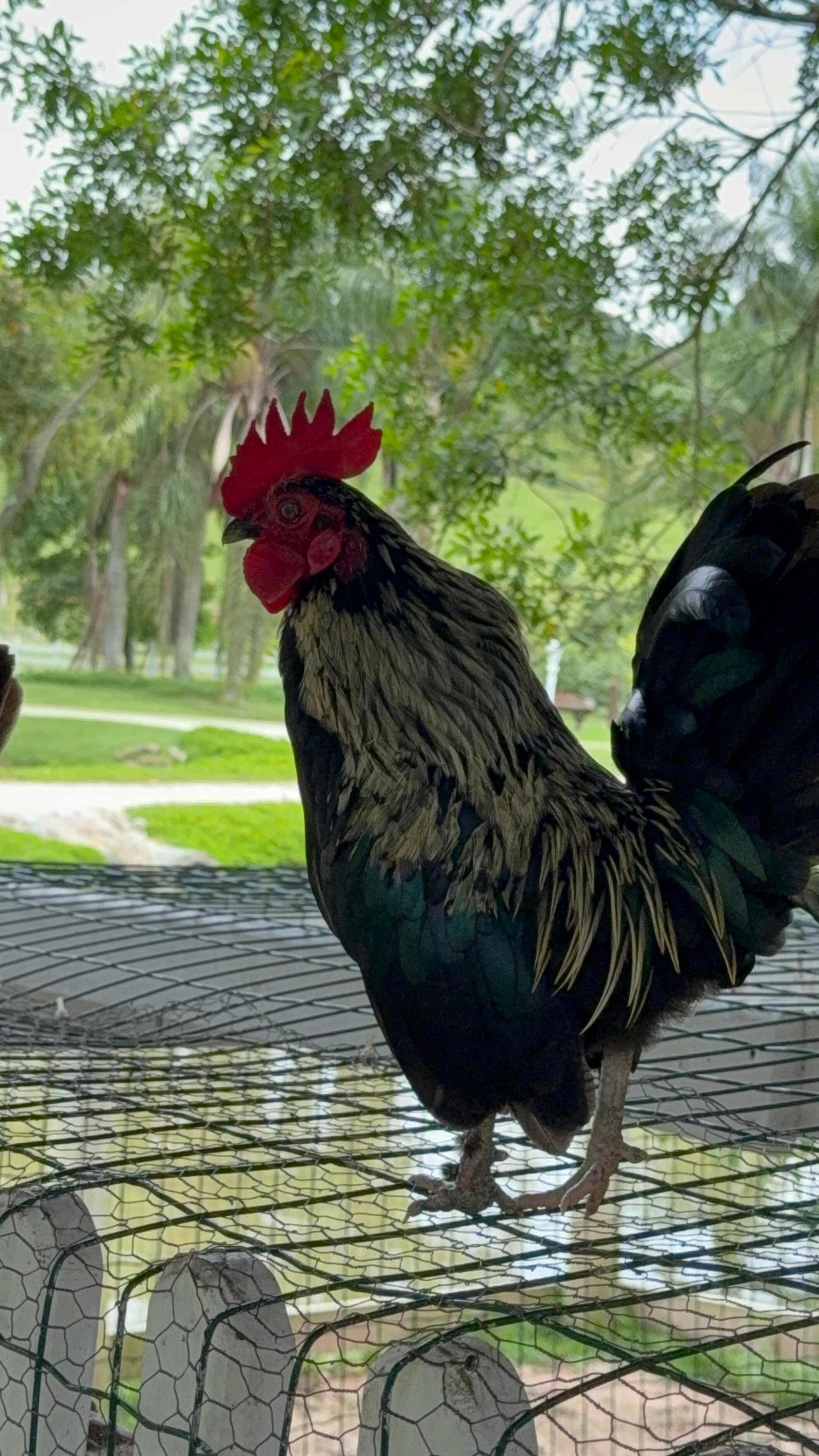 Fazzenda Park Resort-家庭/游戏区