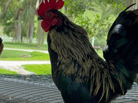 Fazzenda Park Resort主图