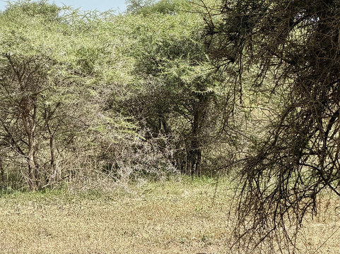 Unlimited Expeditions - The Soul Of Tanzania-阿鲁沙必去景点