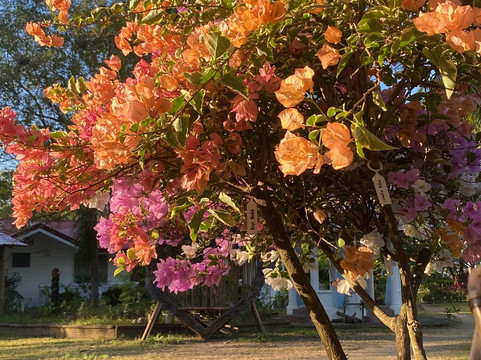 Ragara Beach Resort - Ylang Ylang ll主图