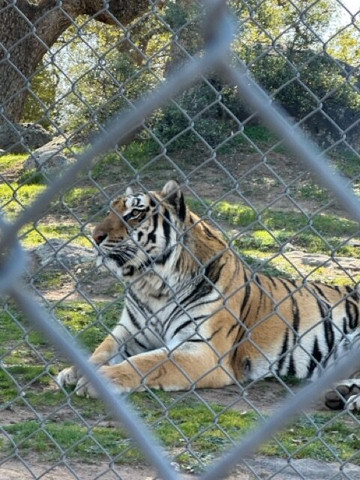 Lions, Tigers & Bears-Alpine必去景点