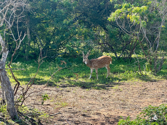Nvl's Tours-科伦坡必去景点