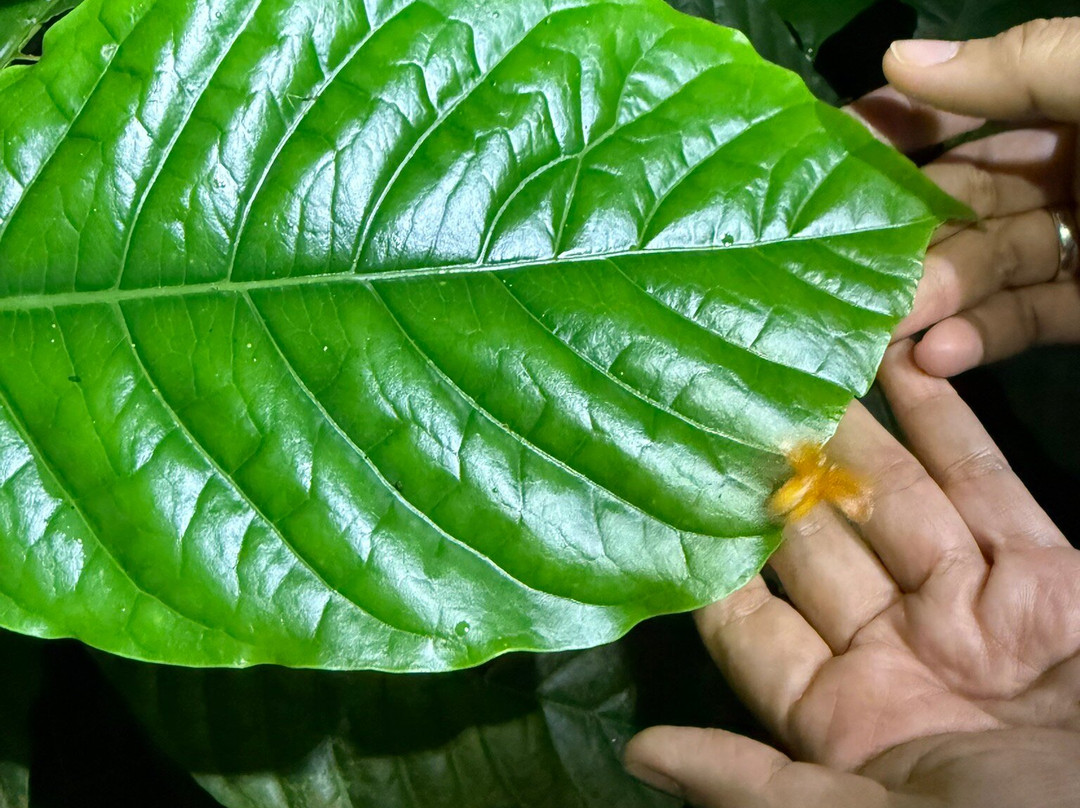Seribu Waterfall-茂物必去景点