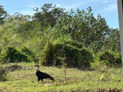 Jose's Crocodile River Tour-Tarcoles必去景点