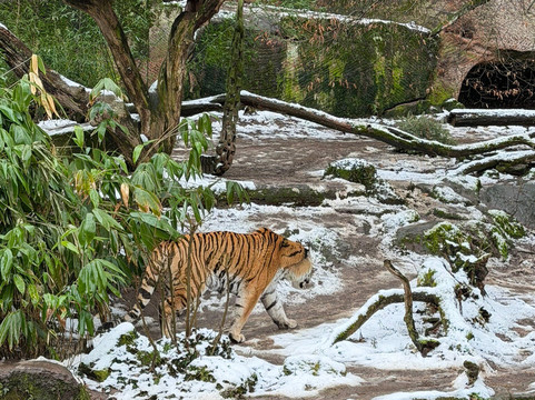 Tiergarten Nuernberg-纽伦堡必去景点