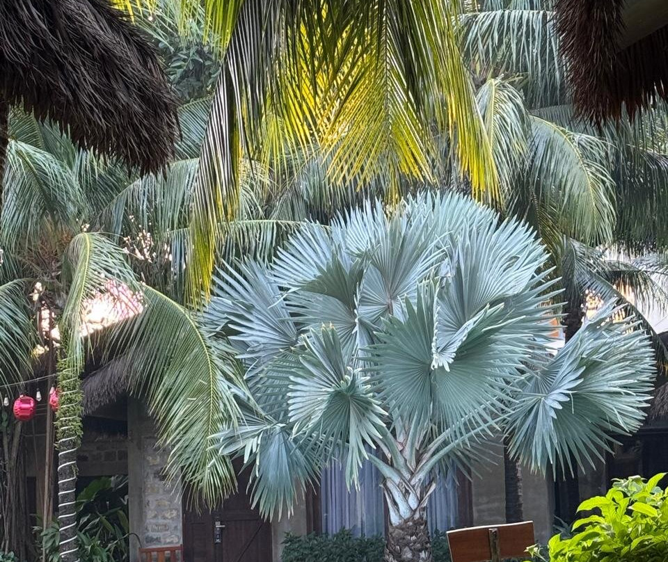M Village Tropical Phu Quoc主图