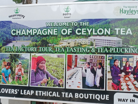 佩德罗茶工厂-奴娃拉伊利雅必去景点