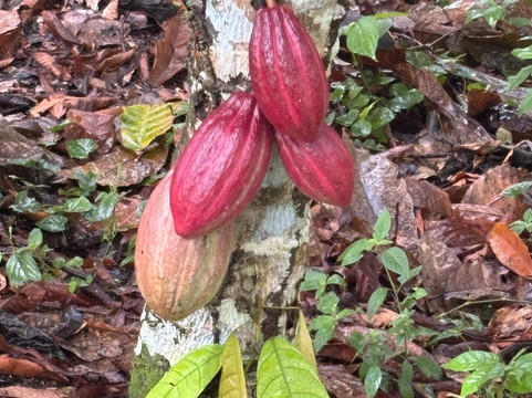 Cacao Trails Culture Tour-Hone Creek必去景点