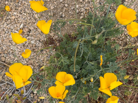 Joshua Tree National Park-约书亚树必去景点