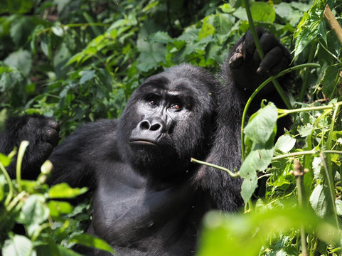 Rwizi Africa Expeditions-坎帕拉必去景点