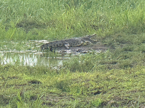 Friendly Gorillas-坎帕拉必去景点
