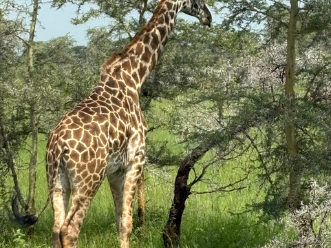 Shayona Safaris & Tours-姆万扎必去景点