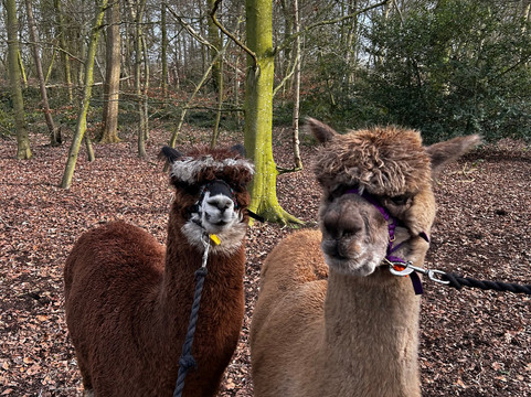 Sheriff Alpacas-约克必去景点