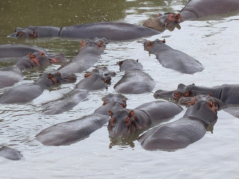 Adventures Aloft Balloon Safari Tanzania-Ikoma必去景点