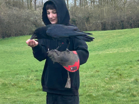 Lavenham Falconry-Monks Eleigh必去景点