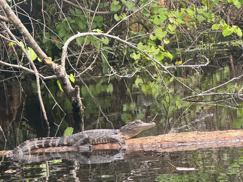 King's Landing-Apopka必去景点