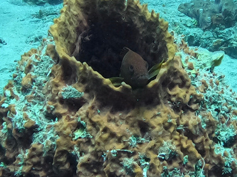 Sea Saba Dive Center-Windwardside必去景点
