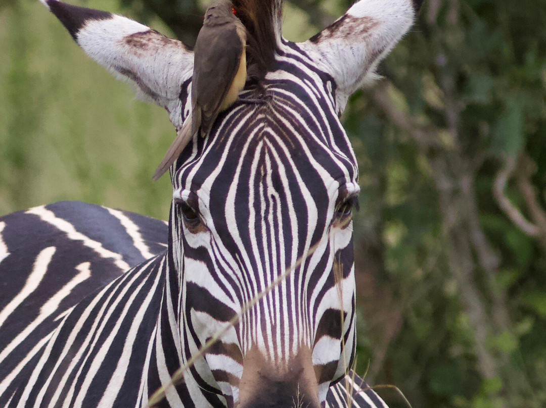 Exclusive Uganda Safaris-坎帕拉必去景点