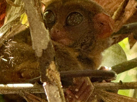 菲律宾眼镜猴及野生动物保护区-Corella必去景点
