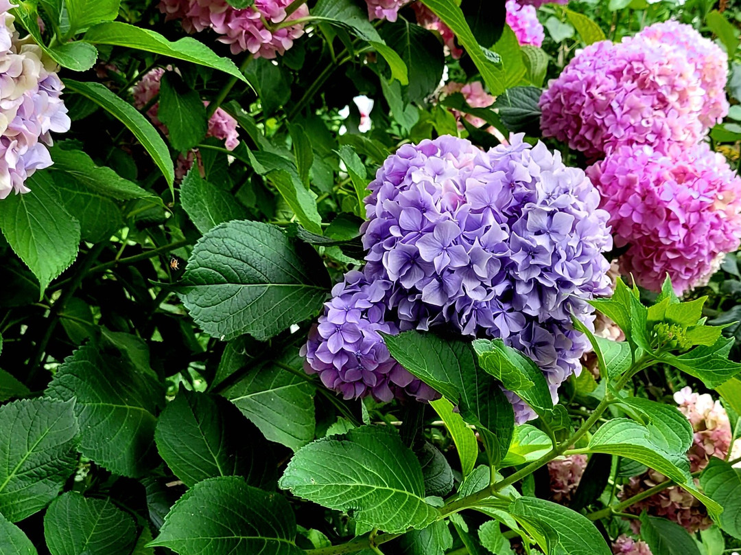 Isola Del Garda-San Felice del Benaco必去景点