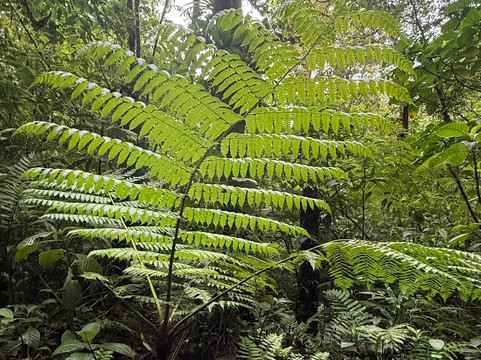 Reserva Bosque Nuboso Santa Elena-蒙特沃德必去景点