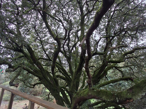Treetop Walk Avondale-Rathdrum必去景点