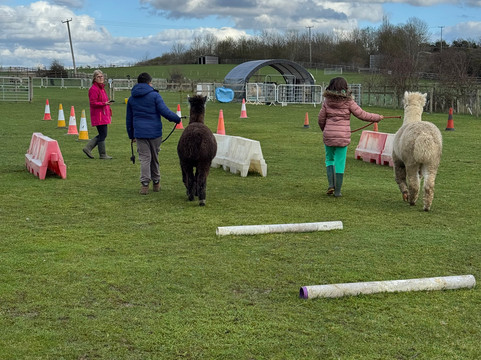 Cotswold Vale Alpacas-伊夫舍姆必去景点