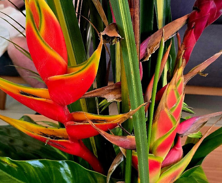 卡里比亚壁球酒店主图