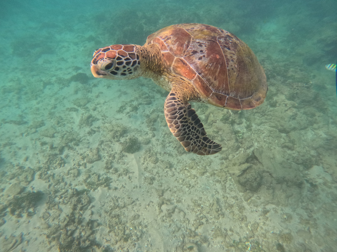 Mirissa Turtle Snorkeling Tours-美蕊沙必去景点