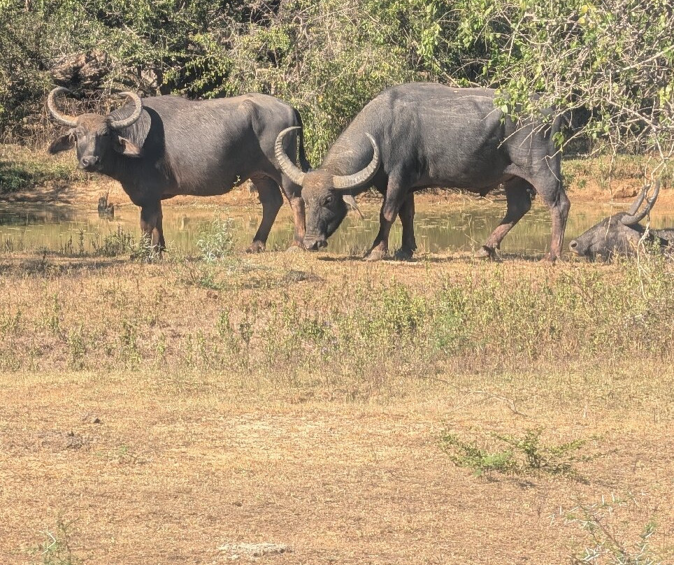 猎豹营舍-亚拉游猎营舍主图