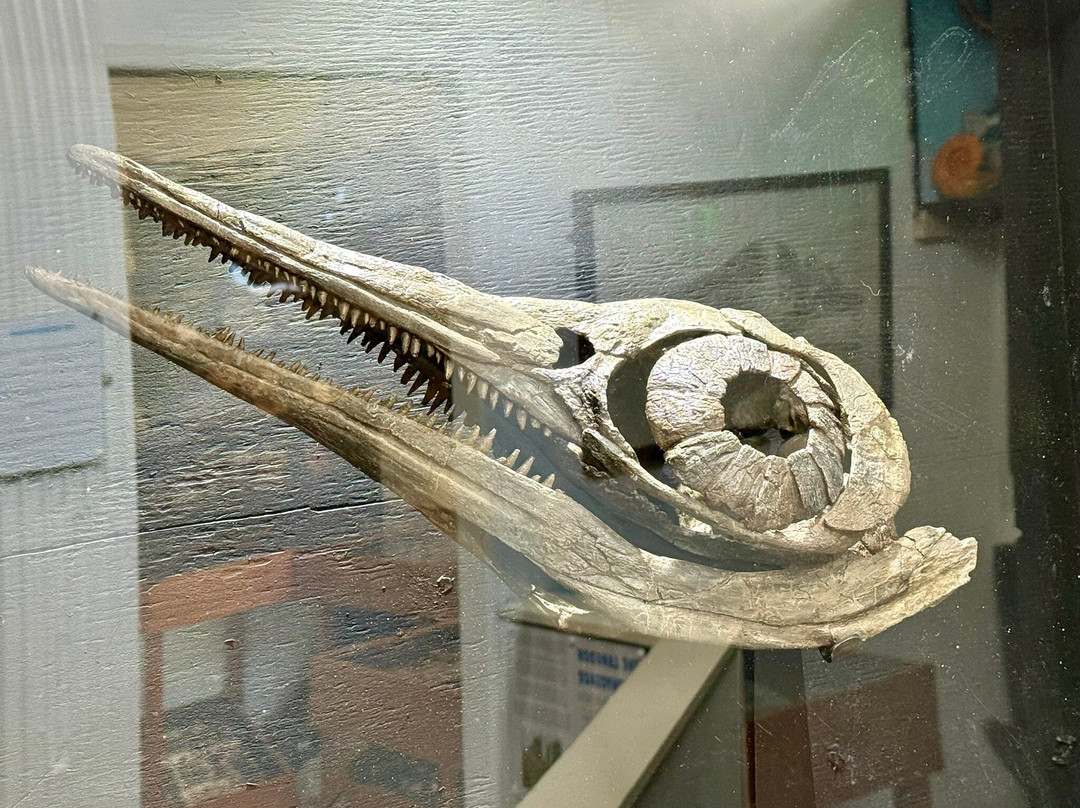 Dinosaurland Fossil Museum-莱姆里杰斯必去景点