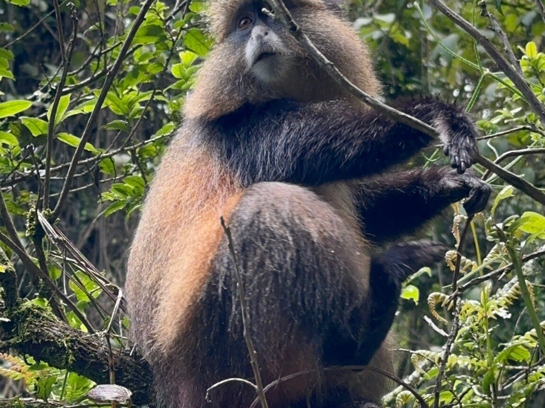 Taffies Safaris-坎帕拉必去景点