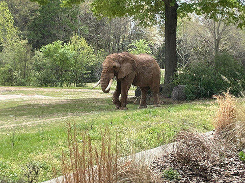 North Carolina Zoo-Asheboro必去景点