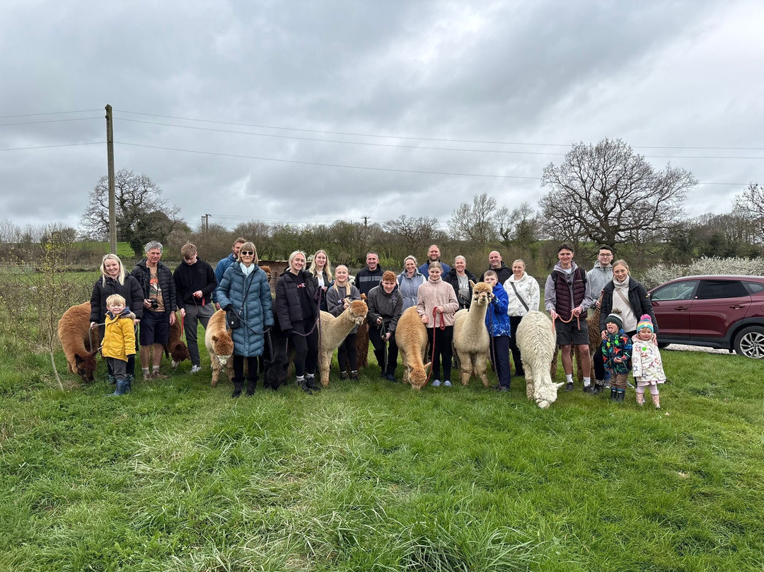 Brackenfield Alpacas-马特洛克必去景点